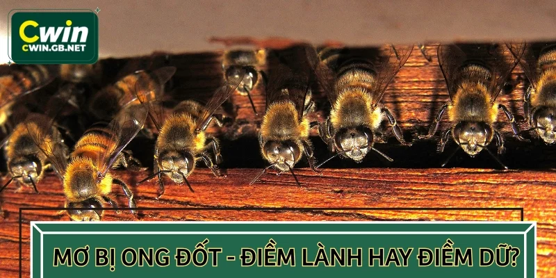 Mơ bị ong đốt - Điềm lành hay điềm dữ?